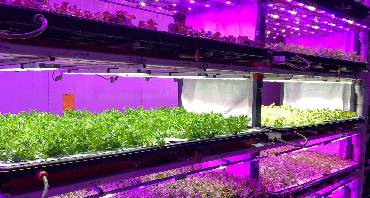 pink_farms_8x5 pink_farms_8x5