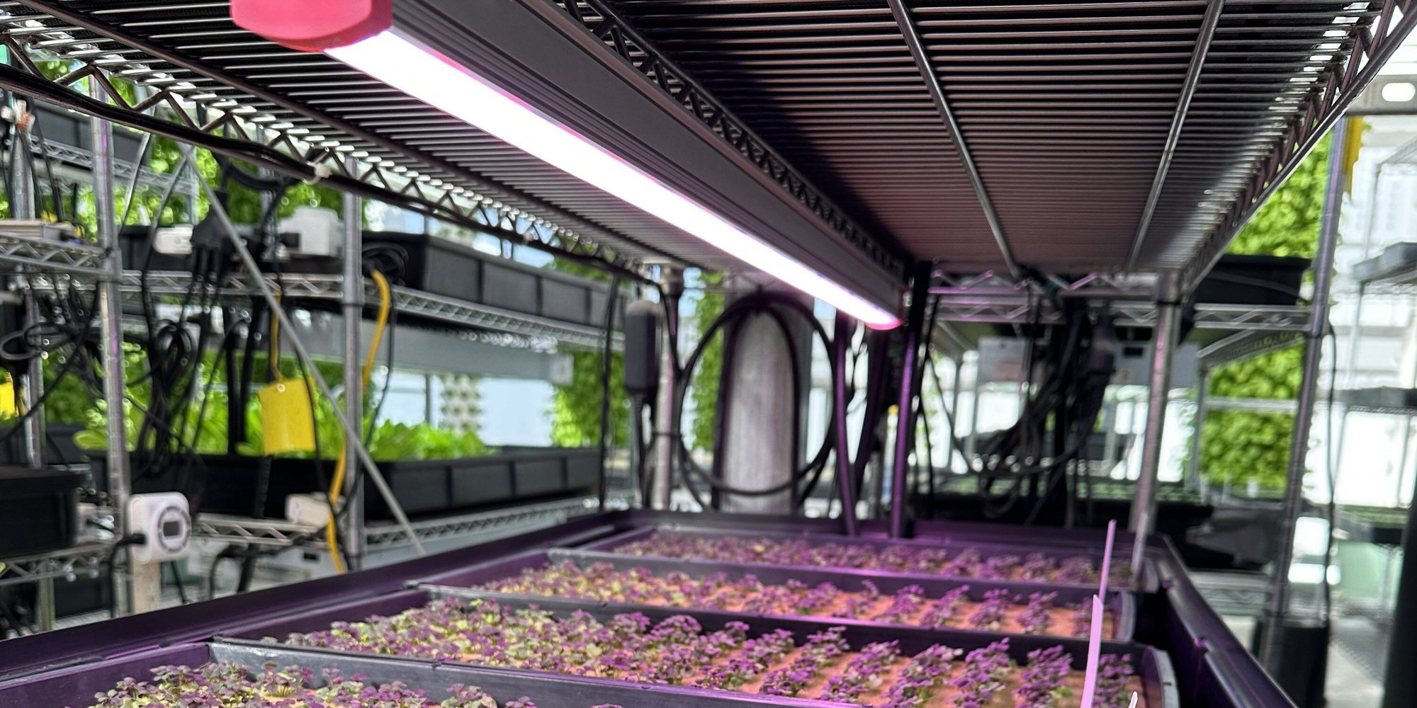 slim_altius_microgreens